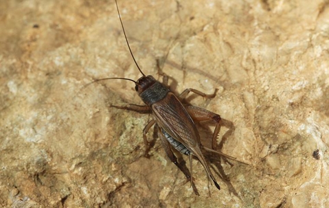 Are Crickets Harmful? | Accurate Pest Control