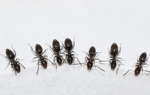 How to Deal With Ants in the Kitchen