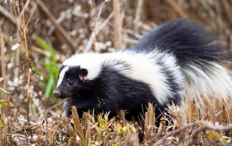 Interesting Facts About Skunks | Accurate Pest Control