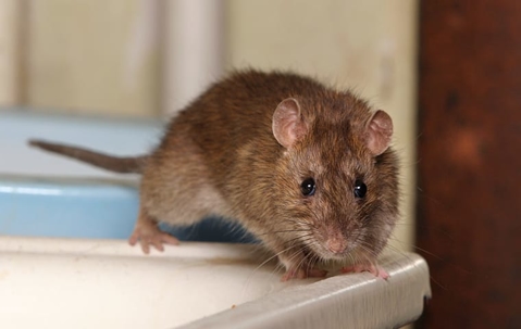 Rats vs Mice – What Is The Difference? | Accurate Pest Control