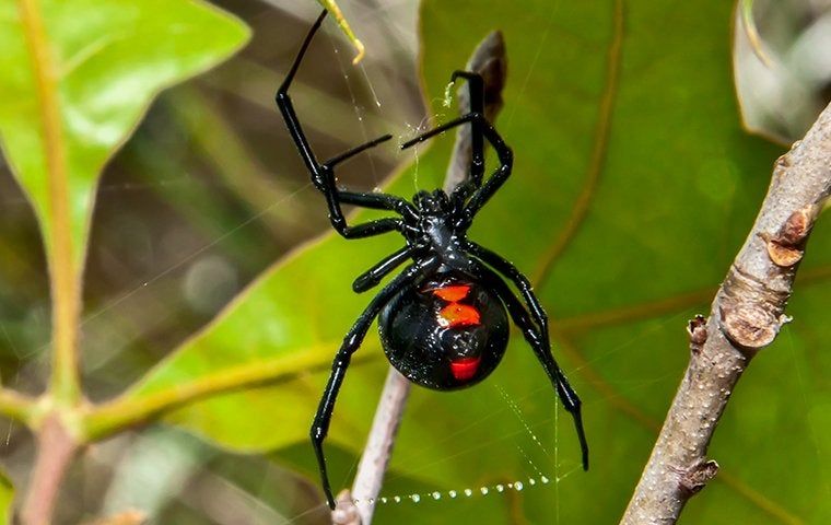 5 Most Dangerous Spiders You Should Know About | Accurate Pest Control