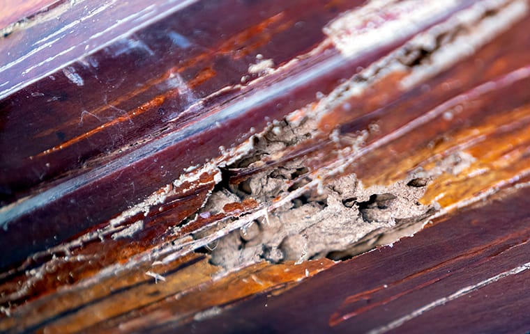 How Do You Know If Termites Are In Your Walls? | Accurate Pest Control