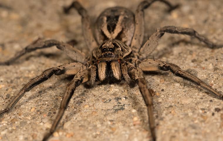 Ground Crab Spider Defensive Stance Stock Photo 1758944297 | Shutterstock