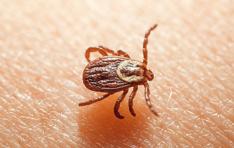 Difference Between Fleas And Ticks | Accurate Pest Control