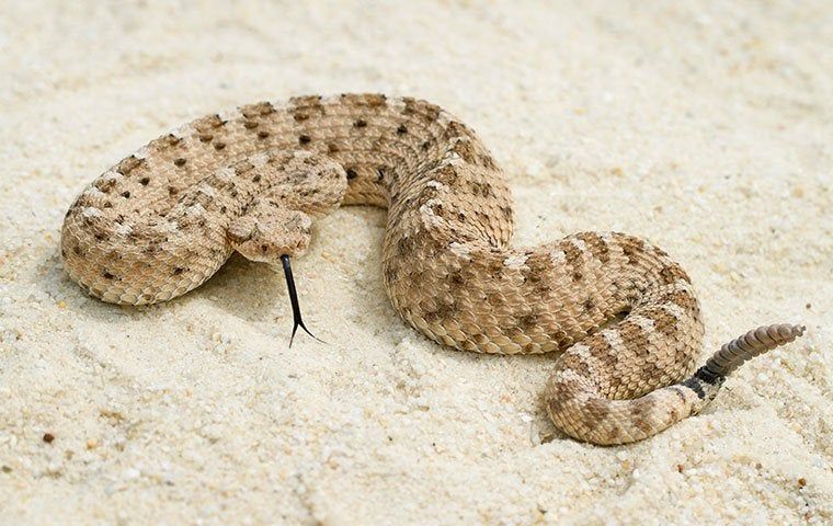 What Attracts Rattlesnakes To Your Yard? | Accurate Pest Control